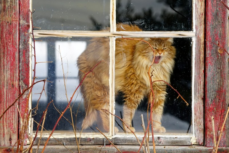 Кошки на окошке
