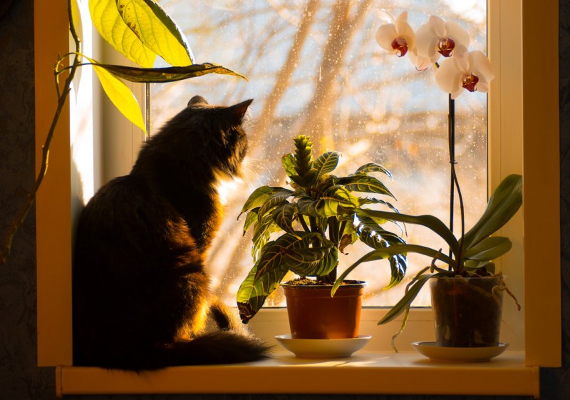 Котик на подоконнике