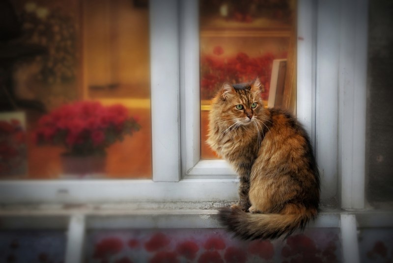 Рыжий котенок на подоконнике