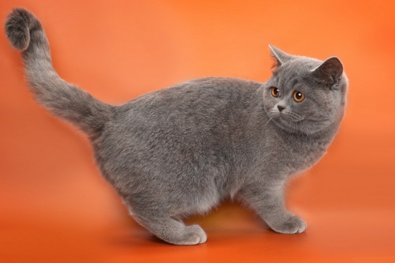 Прусский рекс кошка