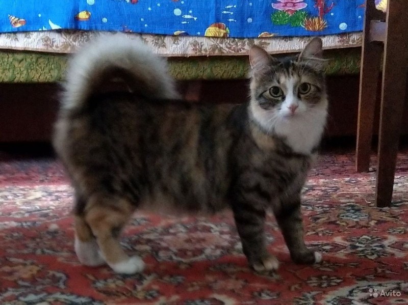 Курильская бесхвостая кошка