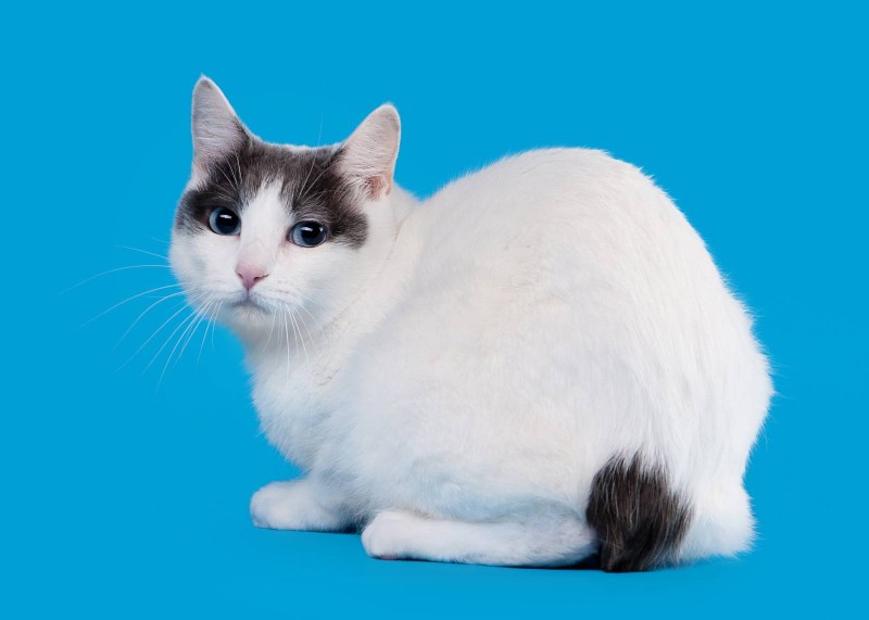 Кот серый