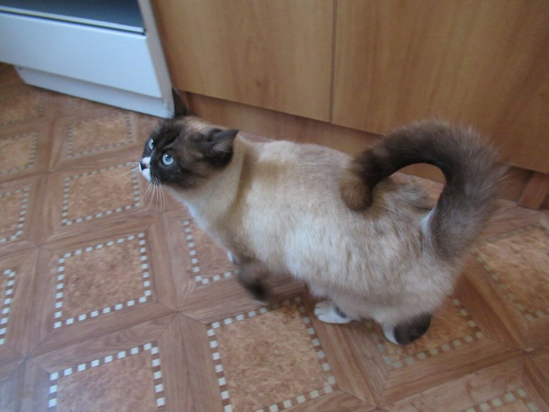 Кошачий хвост
