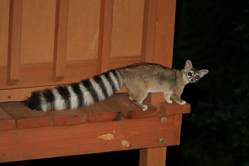 American Ringtail Cat