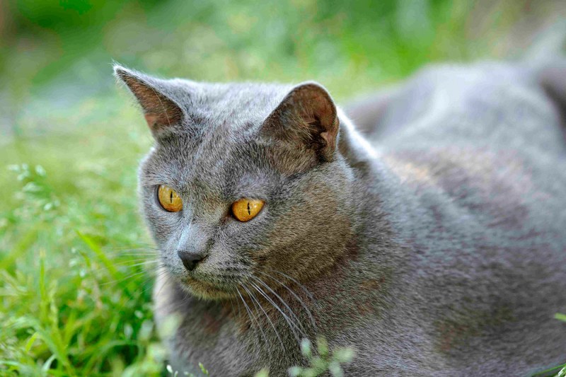 Европейская короткошерстная кошка серая