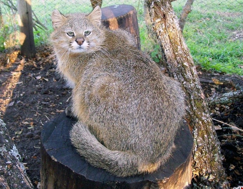 Скоттиш шартрез