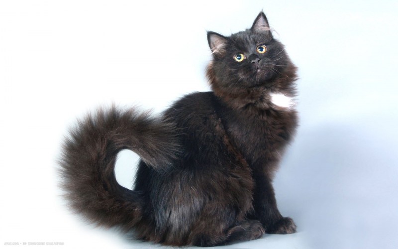 Котопёсия Курагино