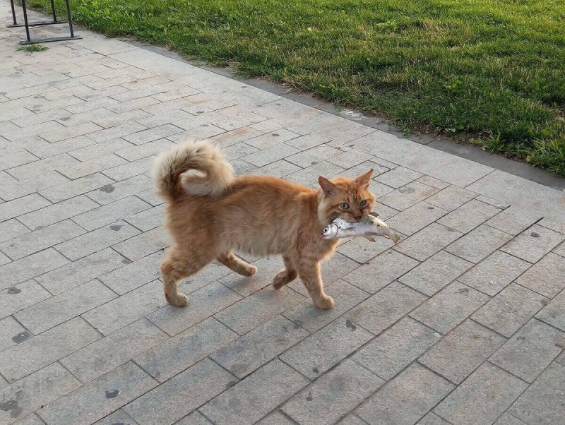 Кот Нибелунг