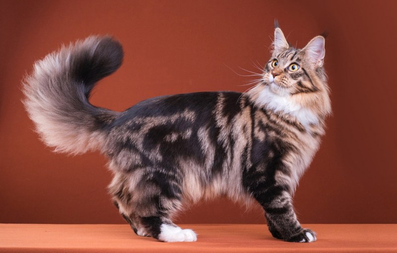 Кольцехвостые кошки короткошерстный
