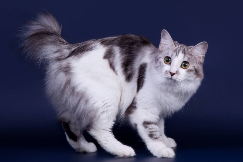 Бристольская кошка