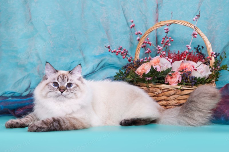 Невская маскарадная котята черные