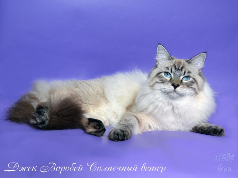 Королевский котик