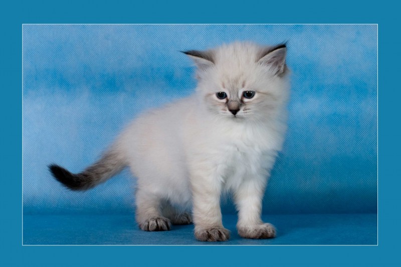 Сколько стоит Королевский кот в Тюмени