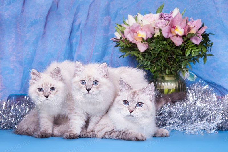 Невский маскарадный кот рыжий