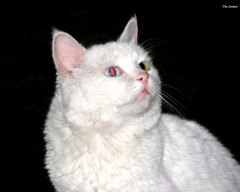 Сибирская кошка альбинос