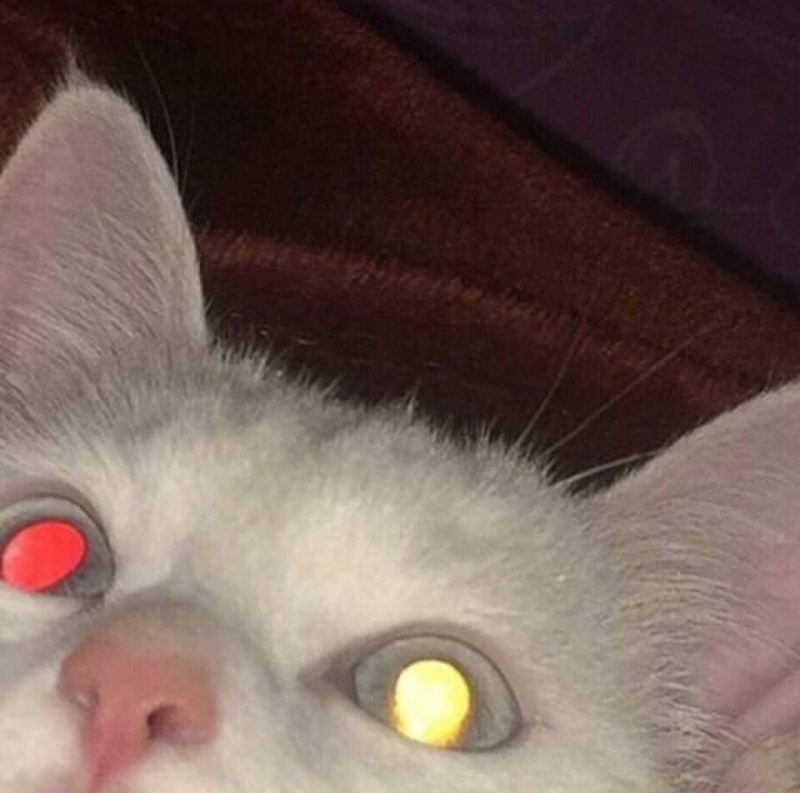 Кот Мем