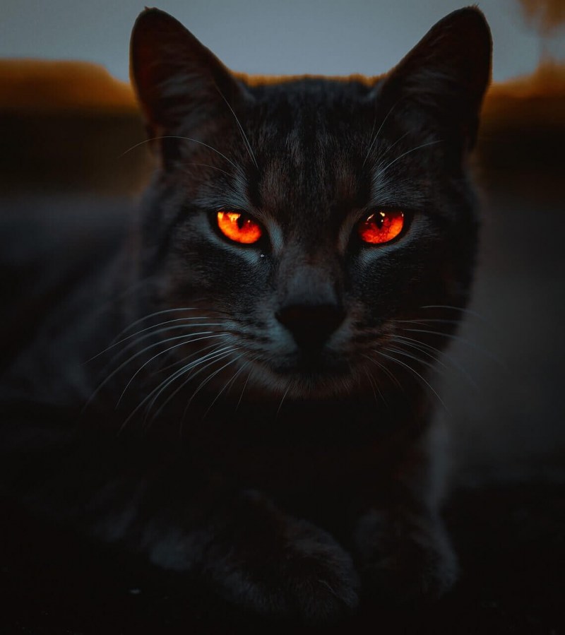 Чёрный кот с красными глазами