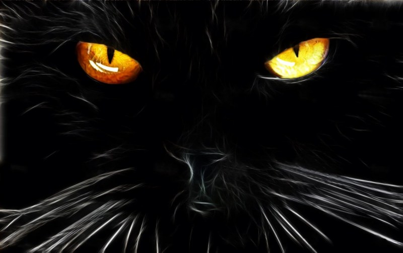 Черная кошка Орел