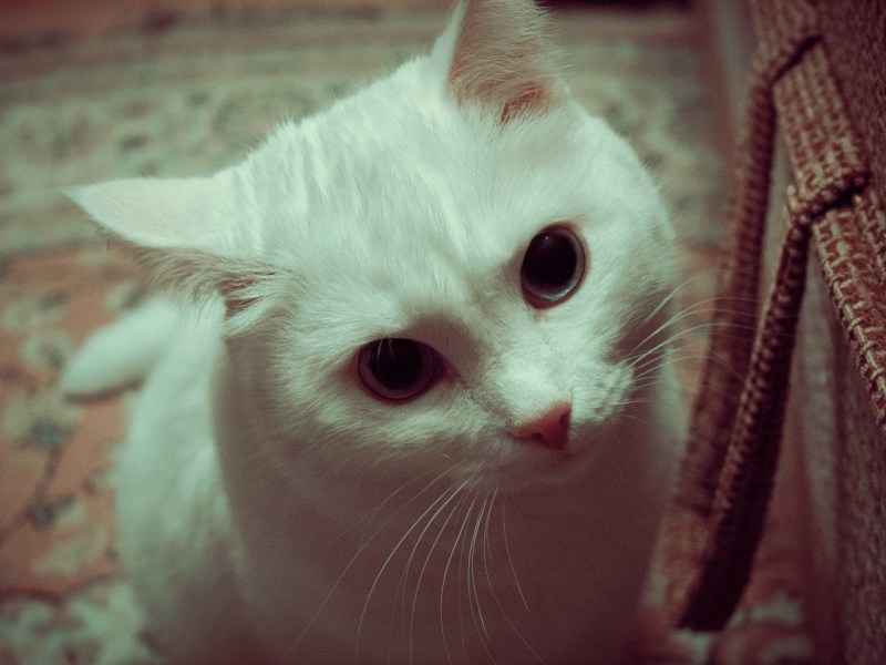 Кот альбинос