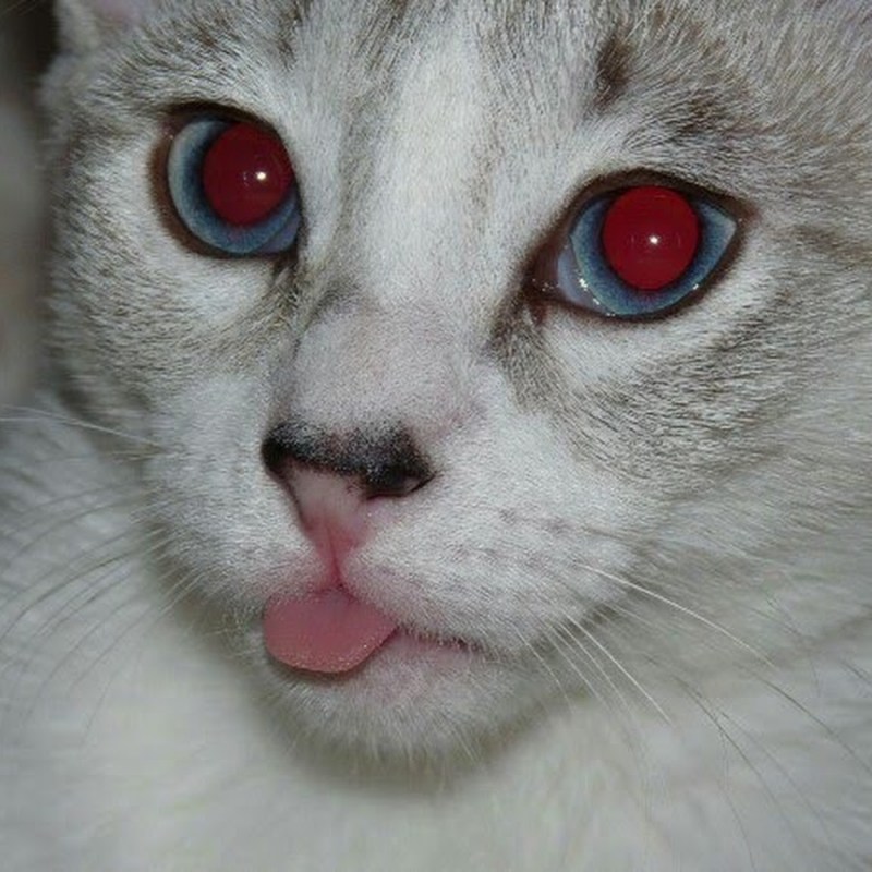Коты с красными глазами