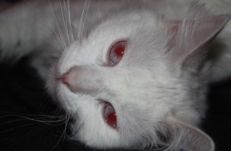 Альбинизм у кошек