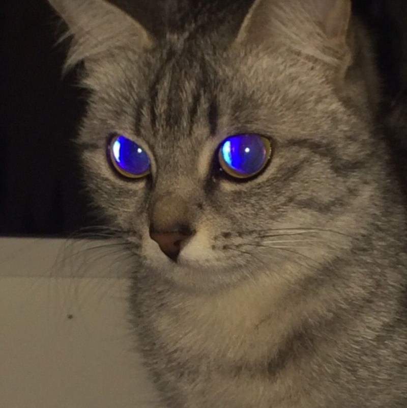 Грустный котик сохры