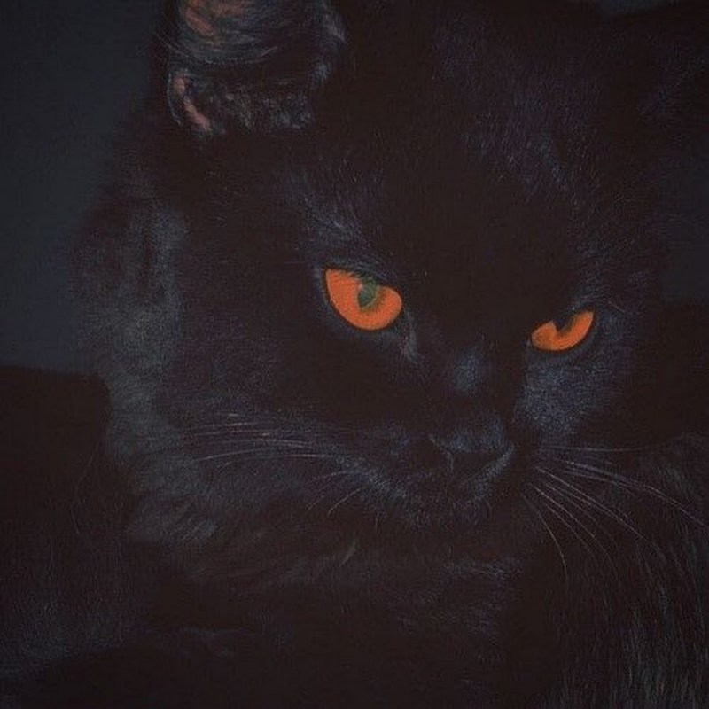 Черные коты сохры
