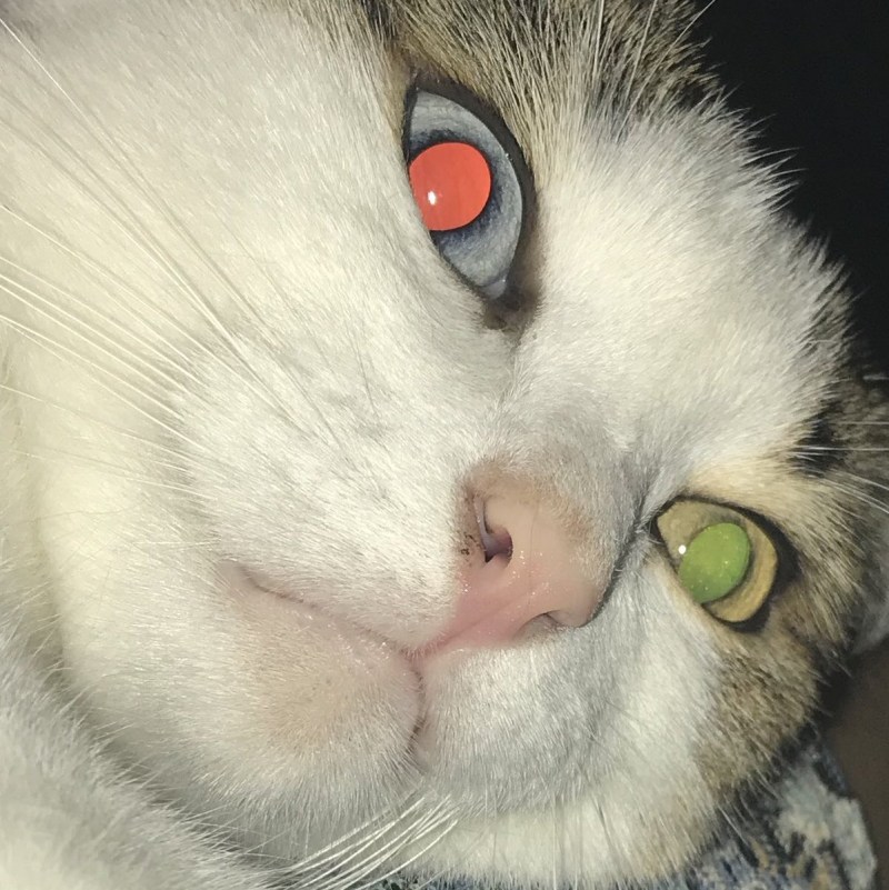 Коты с красными глазами