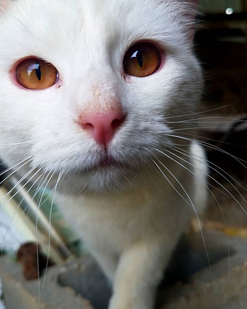 Кот альбинос
