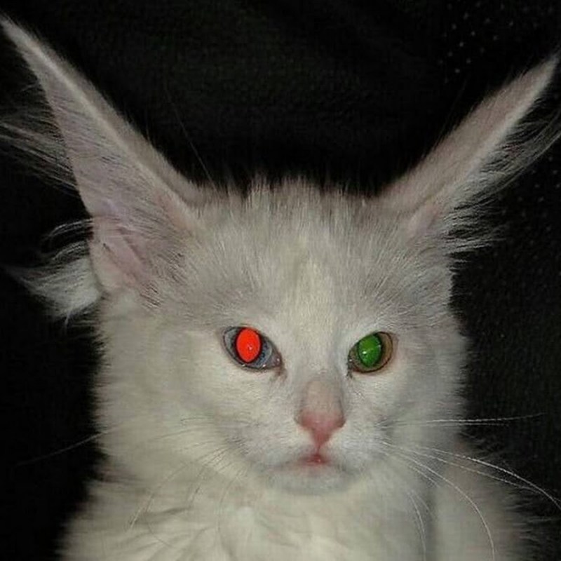 Кошка альбинос с красными глазами