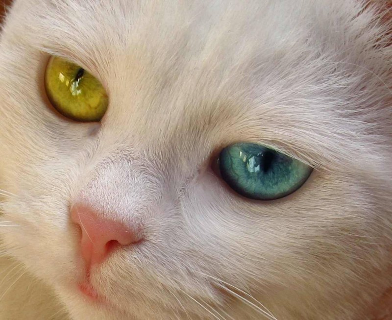 Кошки альбиносы