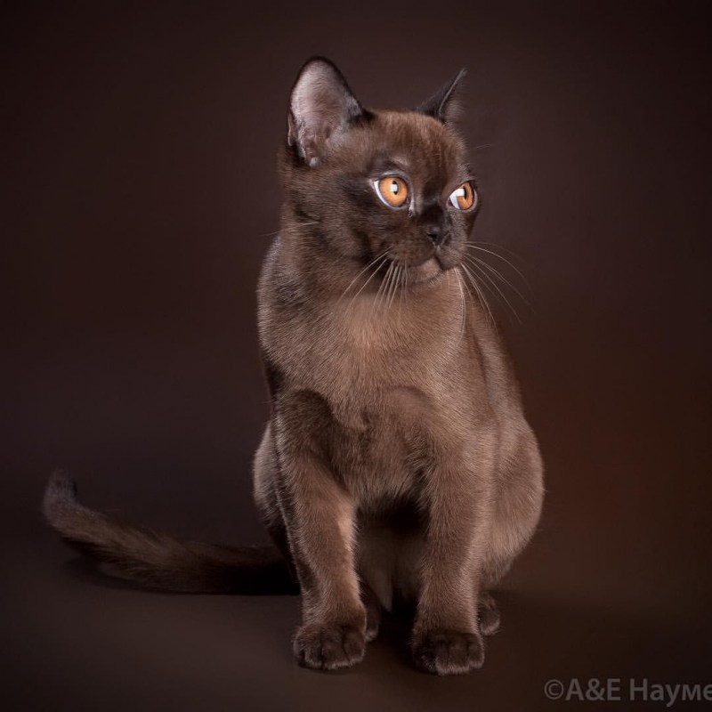 Европейская Бурманская кошка