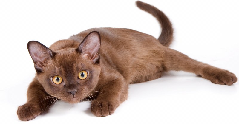 Коричневая бирманская кошка