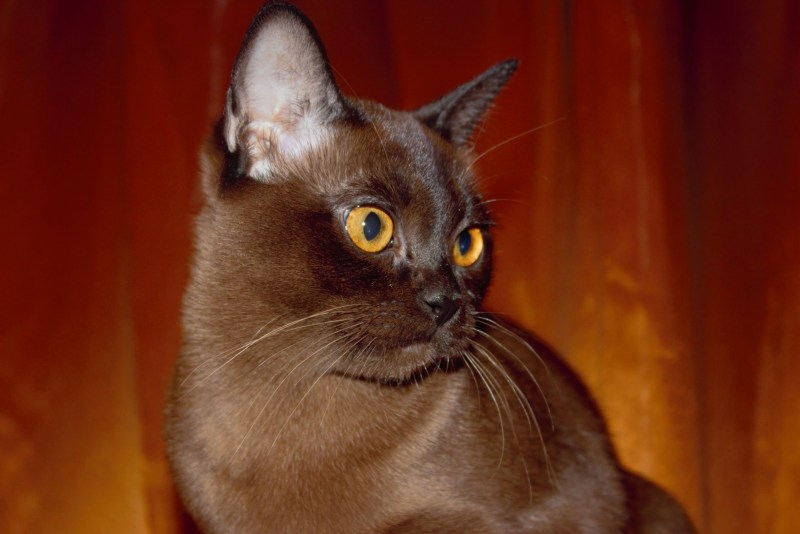 Котята породы Бурма