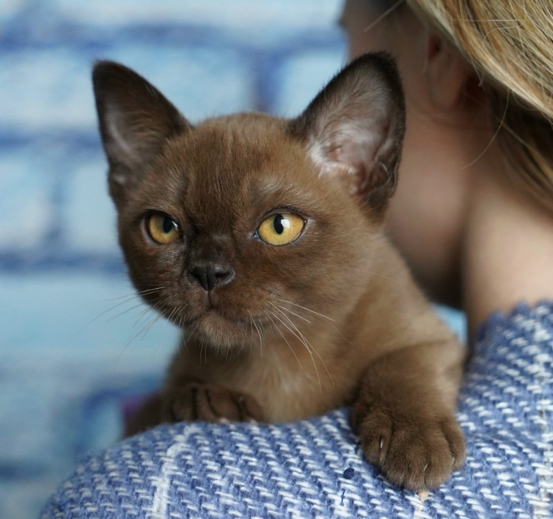 Кот европейская Бурма