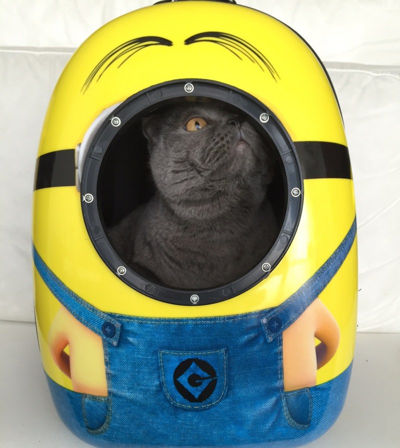 Рюкзак кот