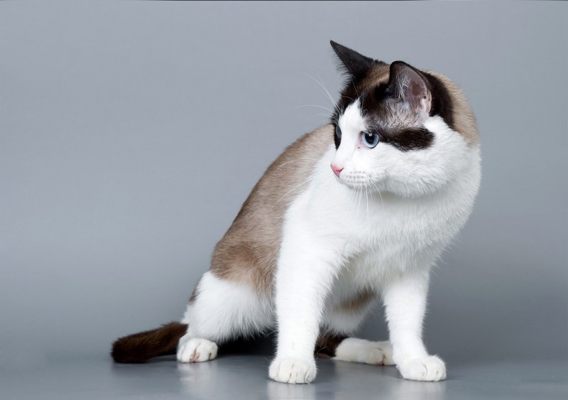 Сноу-Шу котята