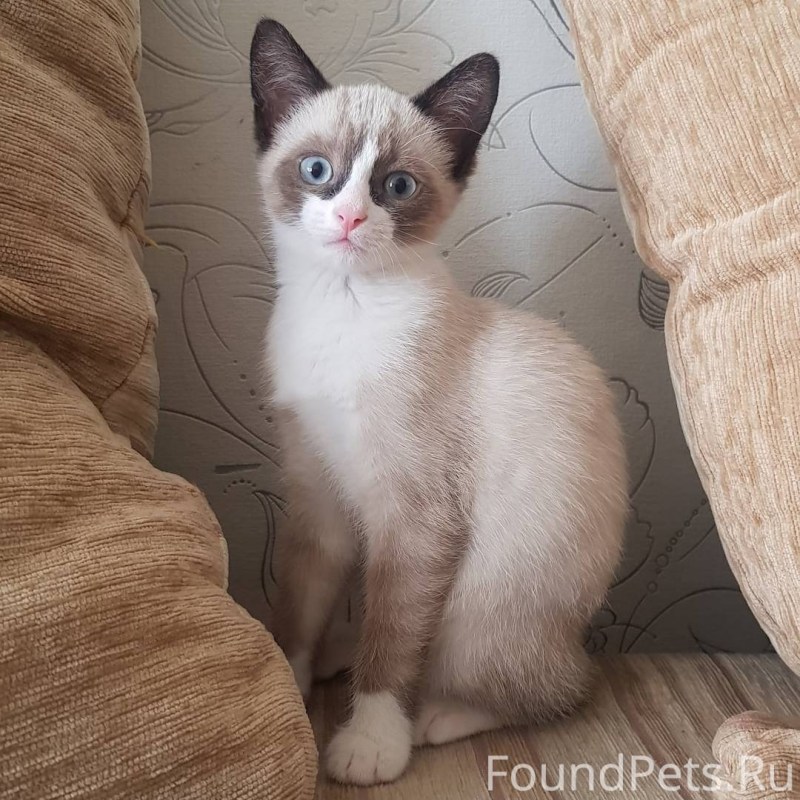 Кот сиамский Сноу Шу
