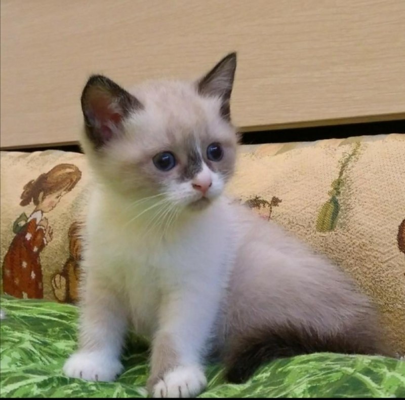 Тайская кошка Сноу Шу