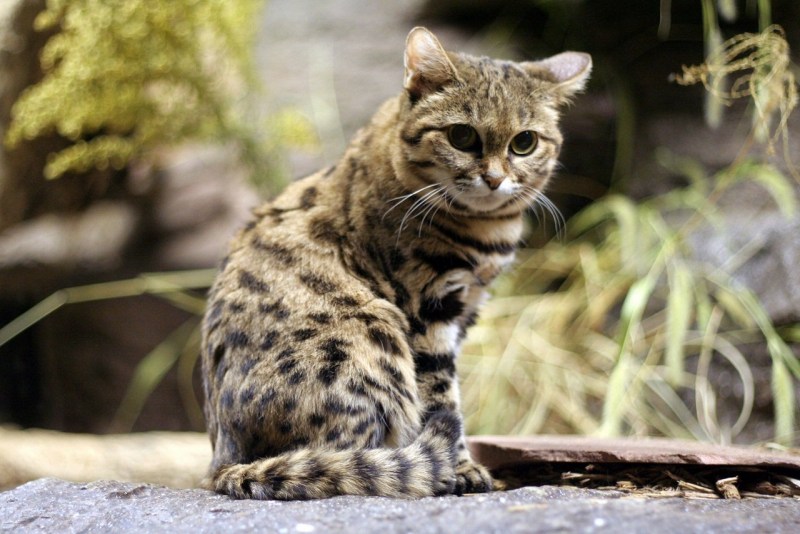Черноногая кошка