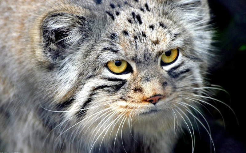 Кот Манул