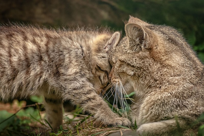 Лесной кот