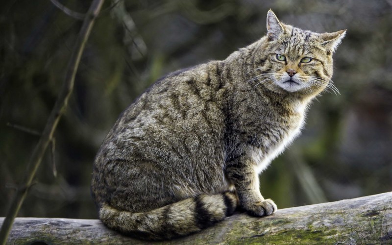Шотландская Лесная кошка