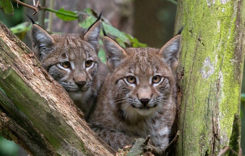 Пампасская Дикая кошка