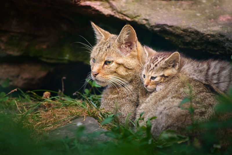 Дикие кошки