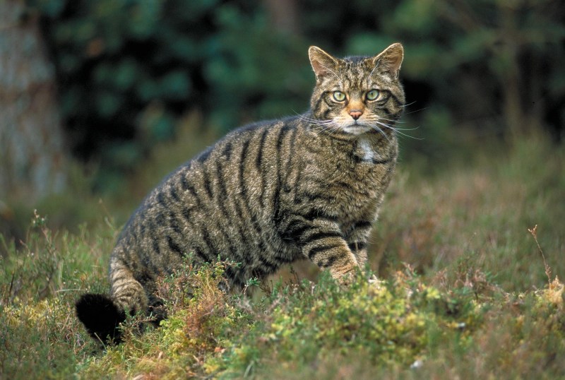 Лесной кот Felis Silvestris