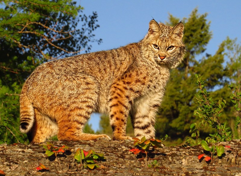 Рысь Северной Америки