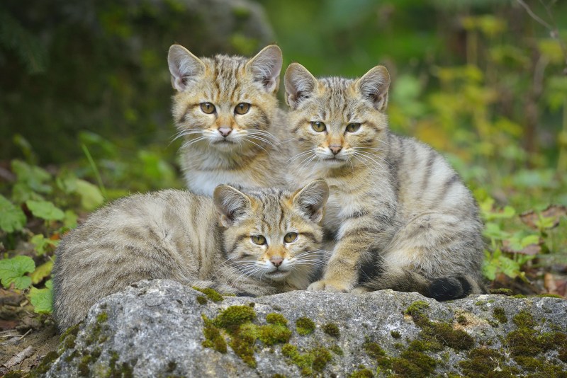 Кавказская Лесная кошка Felis Silvestris Caucasica
