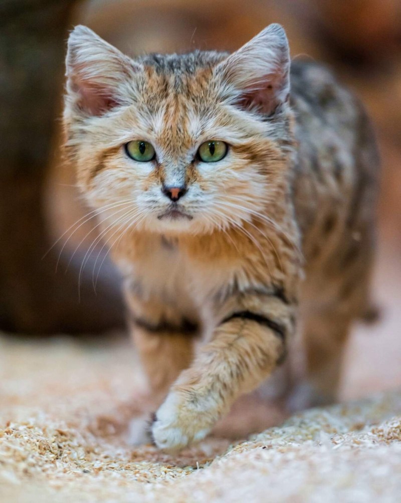 Барханный песчаный кот