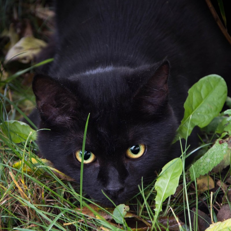 Красивая черная кошка
